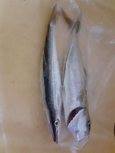 コゾクラの釣果