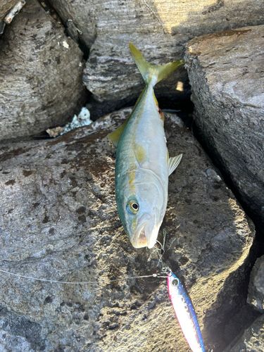 ツバスの釣果