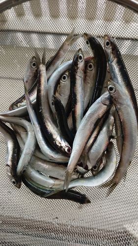 カタクチイワシの釣果