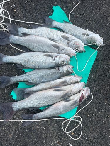 ヒラスズキの釣果