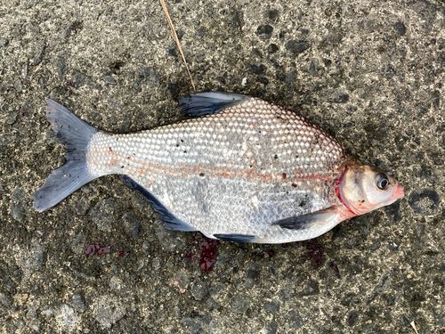 ダントウボウの釣果