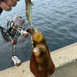 アオリイカ