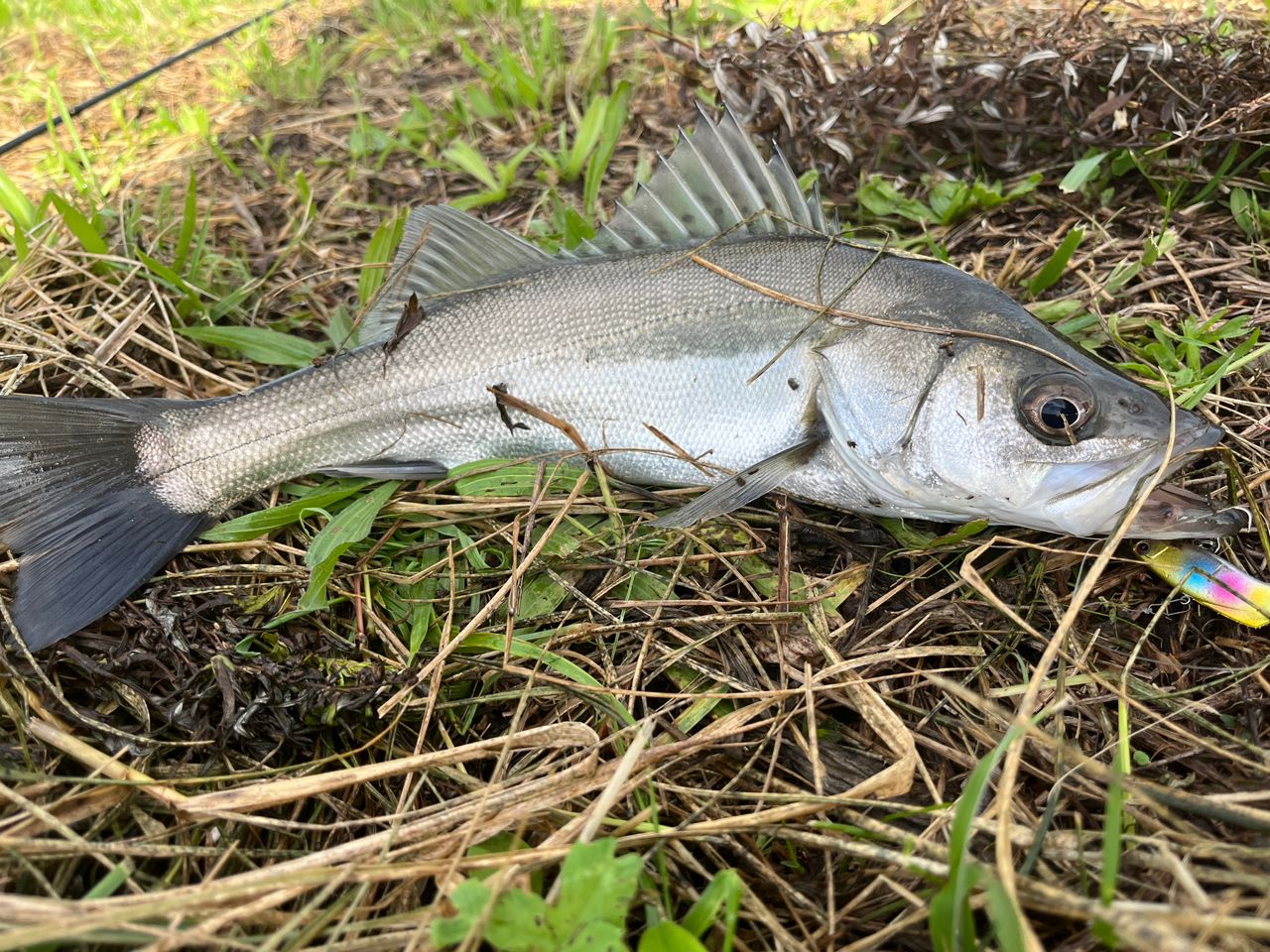 DAIWA 21シーバスハンター X 96M・Rの最安値・インプレ・釣果