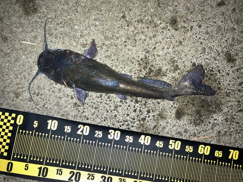 アメリカナマズの釣果