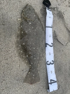 ヒラメの釣果