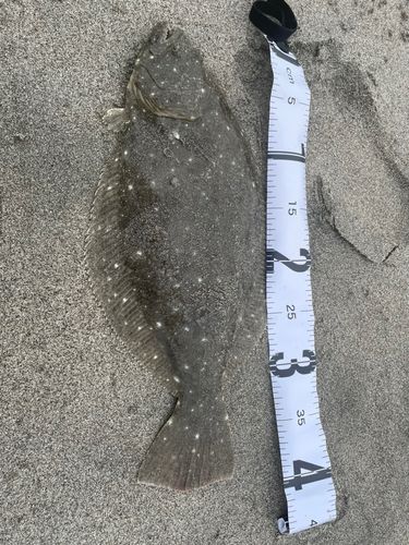 ヒラメの釣果