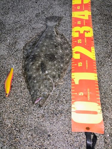 ヒラメの釣果