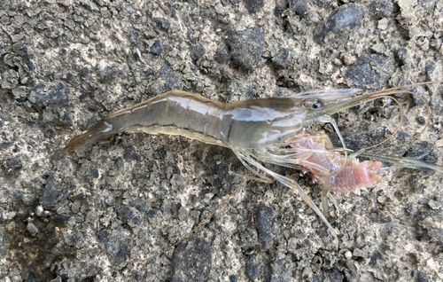 テナガエビの釣果