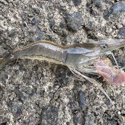 テナガエビ