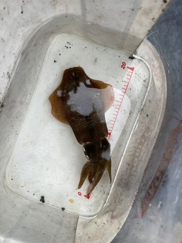 舞鶴湾