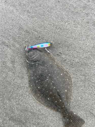 ソゲの釣果
