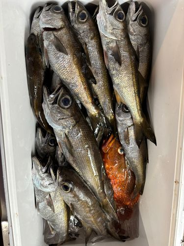 相模湾