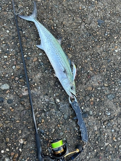 サゴシの釣果