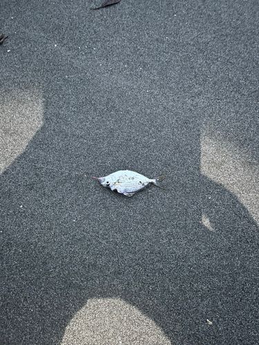 ヒイラギの釣果