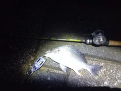 キビレの釣果