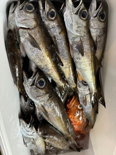 クロムツの釣果