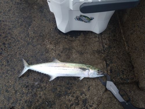 サゴシの釣果