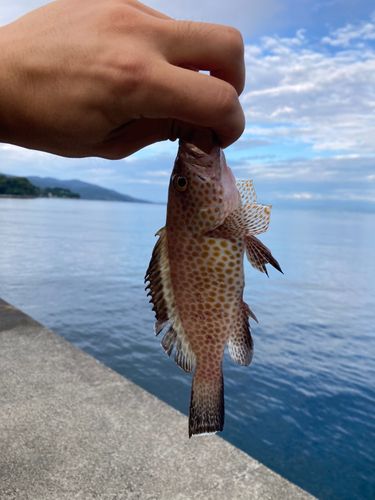 オオモンハタの釣果