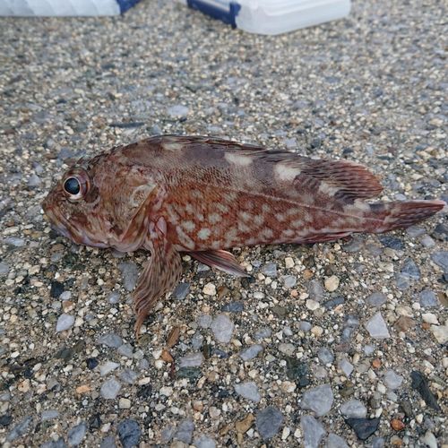 カサゴの釣果