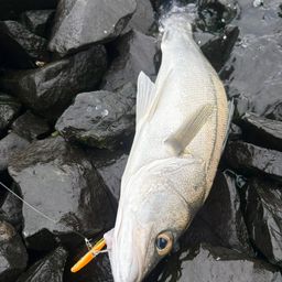 シーバス