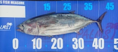 カツオの釣果