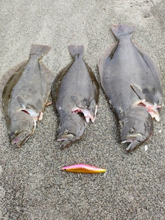 ヒラメの釣果