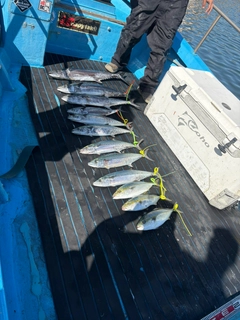サゴシの釣果