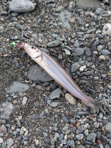 キスの釣果