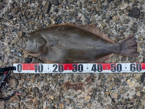 ヒラメの釣果