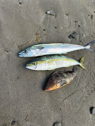 サゴシの釣果
