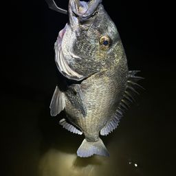 クロダイ