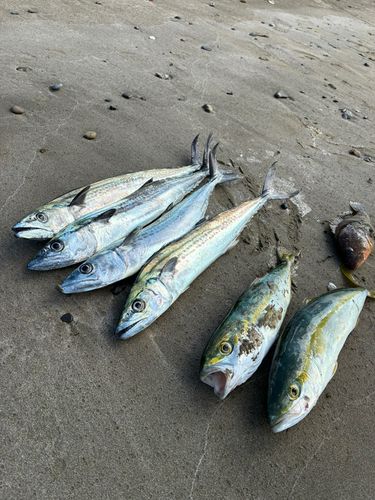 サゴシの釣果