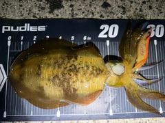 アオリイカの釣果