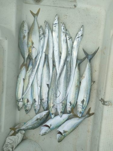 サゴシの釣果