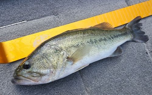 ラージマウスバスの釣果