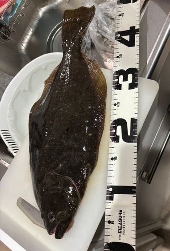 ヒラメの釣果