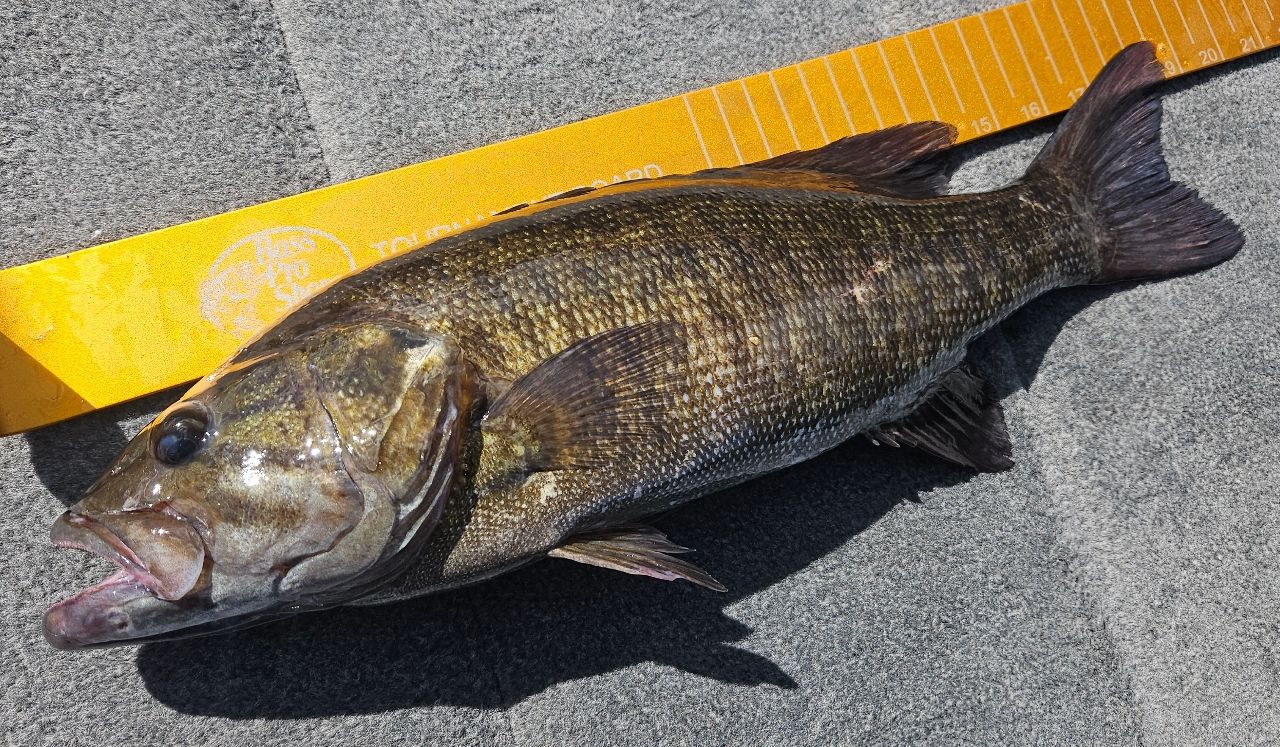 スモールマウスバス