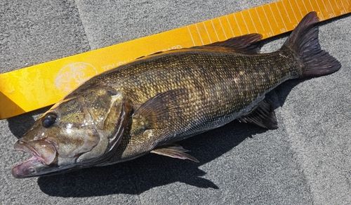スモールマウスバスの釣果
