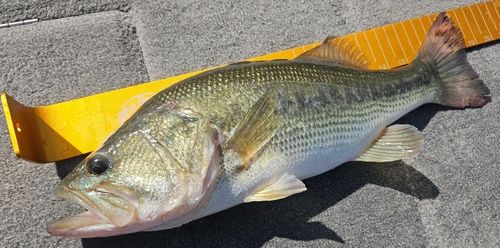 ラージマウスバスの釣果