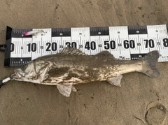 スズキの釣果