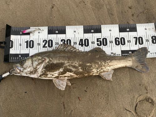 スズキの釣果