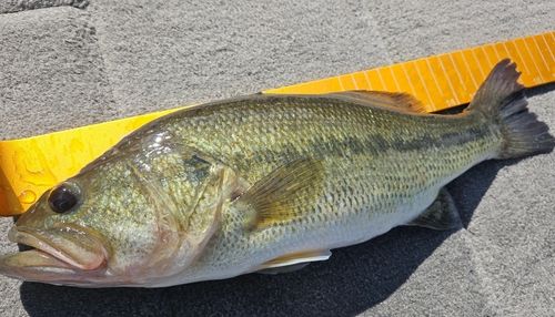 ラージマウスバスの釣果