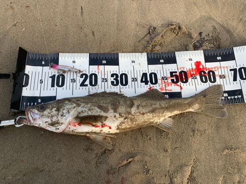 スズキの釣果