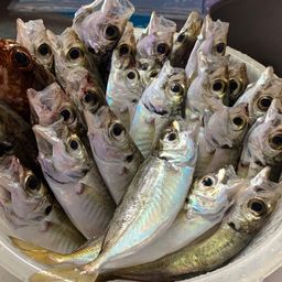 アジ