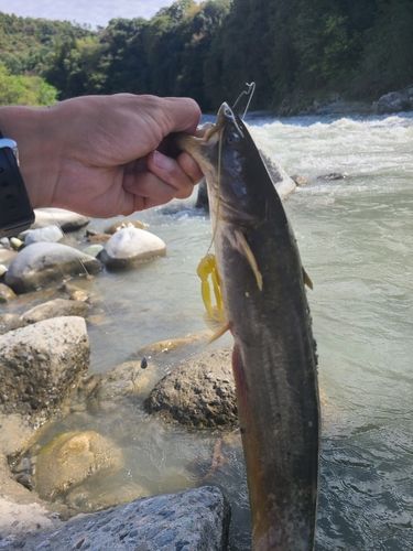ナマズの釣果