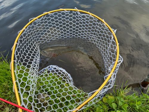 ニジマスの釣果