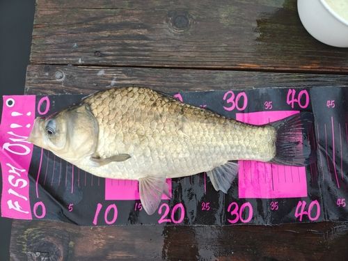 ヘラブナの釣果