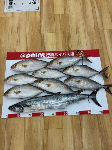 ネリゴの釣果