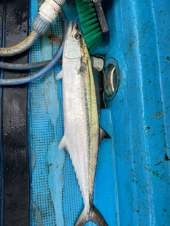 サゴシの釣果
