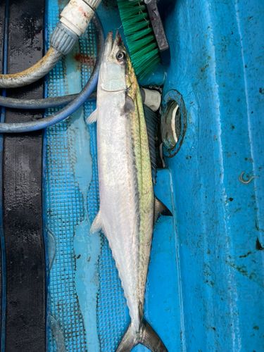 サゴシの釣果